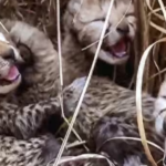 Historic Birth of Cheetah Cubs