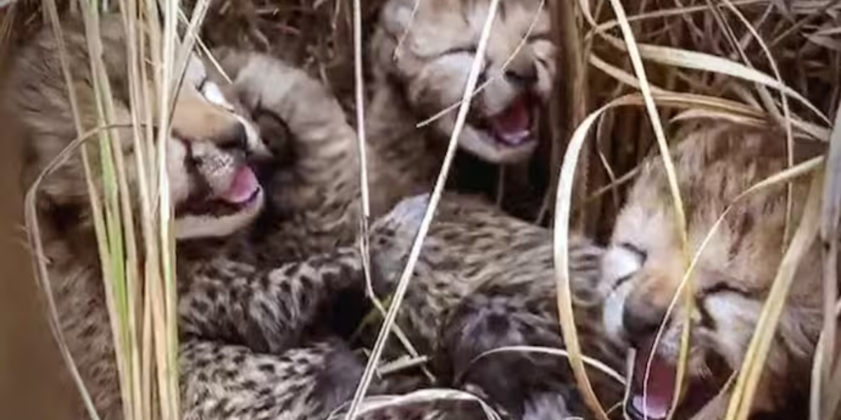 Historic Birth of Cheetah Cubs
