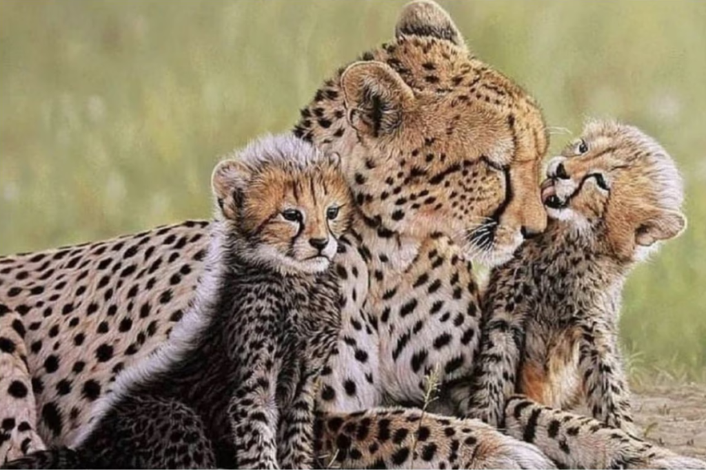 Historic Birth of Cheetah Cubs